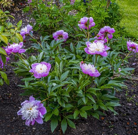 Large Purple Peonies Stock Image Image Of Objects Flower 150018211