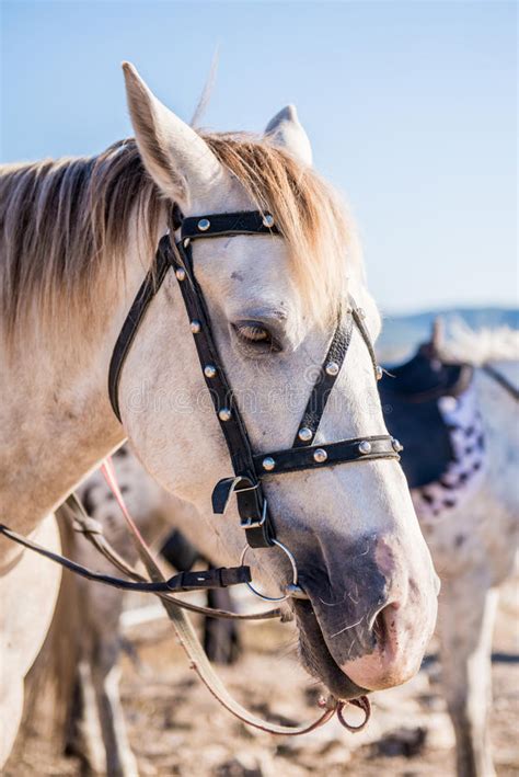 White Horse Portrait Detailed Picture Of The Beautiful Head Outside On