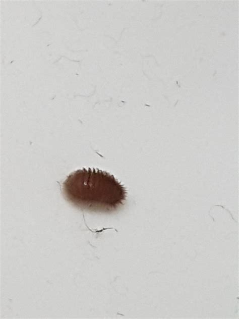 Found This Guy Crawling Up My Wall It Curled Up Into A Ball When