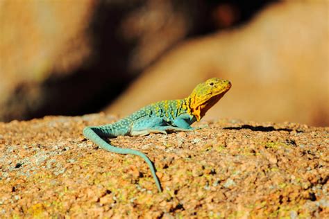 Male Easter Collared Lizard Mountain Boomer By Finchburn On Deviantart