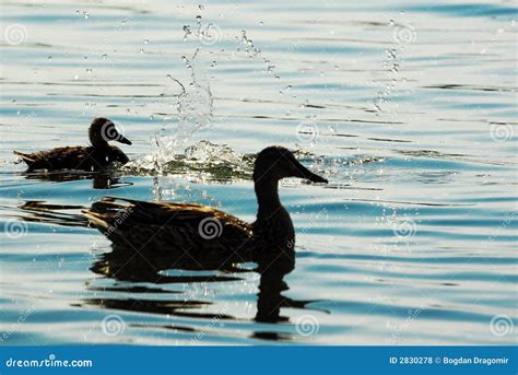 Ducks In The Sunset Stock Photo Image Of Natural Drop 2830278