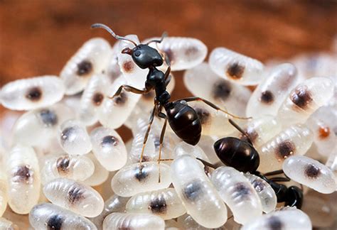 ¿qué Comen Las Hormigas Y Con Qué Frecuencia Comen