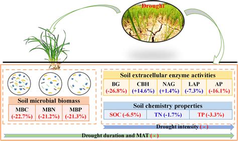 Frontiers Impact Of Drought On Soil Microbial Biomass And