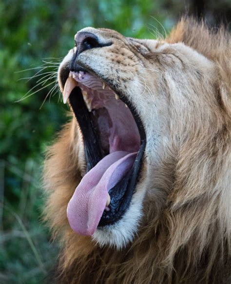 Best Lion Tooth Stock Photos Pictures And Royalty Free Images Istock