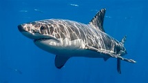 Tiburón blanco. Características y fotos del tiburón blanco