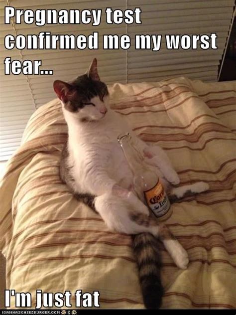 Get The New Funny Pregnant Cat Pictures With Captions Hilarious Pets Pictures