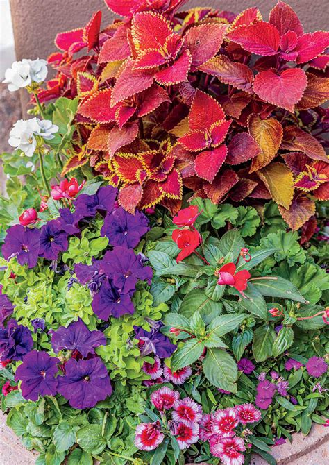 How To Plant Stunning Winter Pots Phoenix Home And Garden