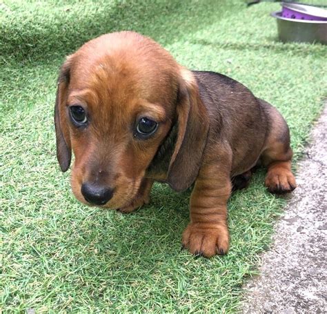 37 Miniature Smooth Haired Dachshund For Sale Picture