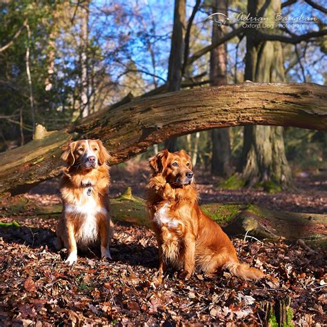 Oxford Dog Photography Blog Jester And Roxy Winter Portrait By