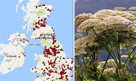 Giant Hogweed Warning Map Deadly Weed Spreads Across Britain Is It