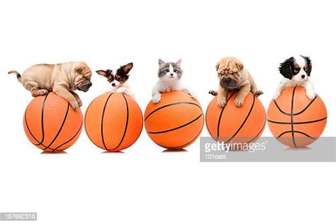Dogs Playing Basketball Photos And Premium High Res Pictures Getty Images