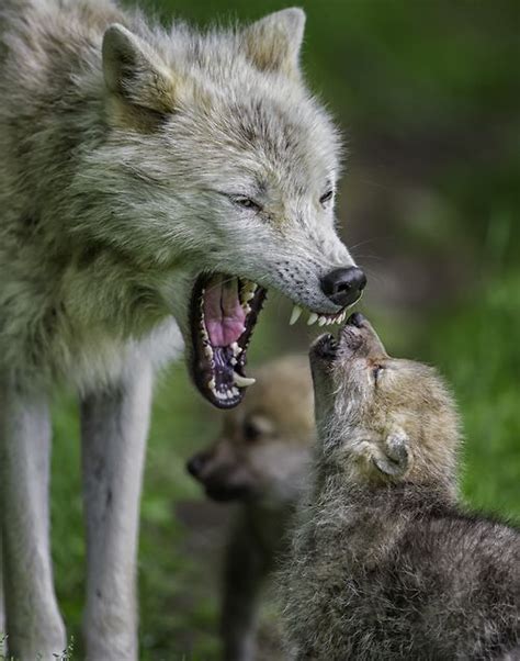 Listen To Mama Arctic Wolf Mom And Her Pups By Daniel