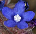 Anchusa officinalis (common bugloss): Go Botany