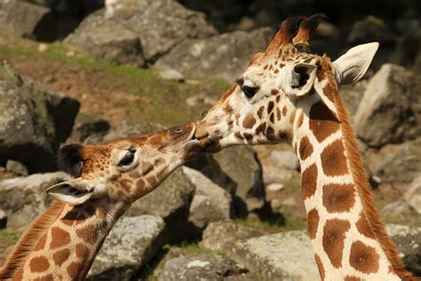 16 Beautiful Photos That Prove Animals Kiss Too Pulptastic