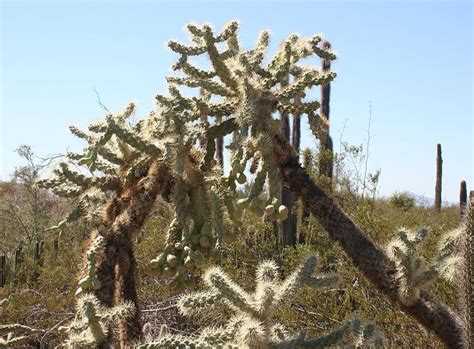 Prickly Pear cacti grow on Tenerife in the Canary Islands | HubPages