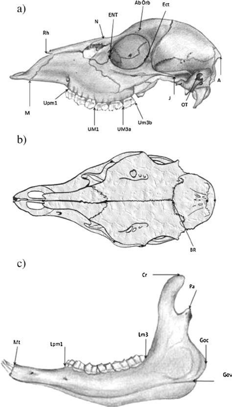 Traits Measured In The Skull Of The Roe Deer A Lateral View Of