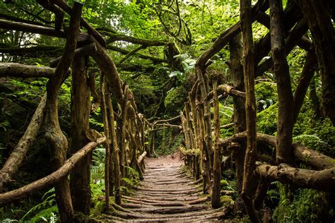 Puzzlewood Forest Of Dean Chrisgj6 Flickr