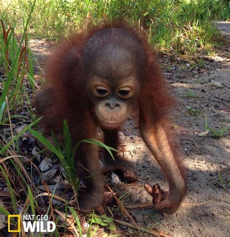 When you adopt an orangutan with the orangutan foundation, you will receive: Pin by Ingrid on ORANGUTANS - ADOPT A BABY AND HELP SAVE ...
