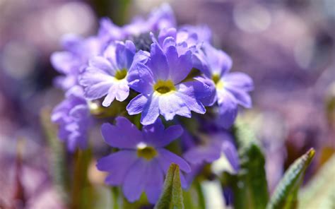 무료 이미지 자연 꽃잎 식물학 푸른 정원 닫기 플로라 야생화 북채 앵초 눈 초기 블루머 봄의 꽃