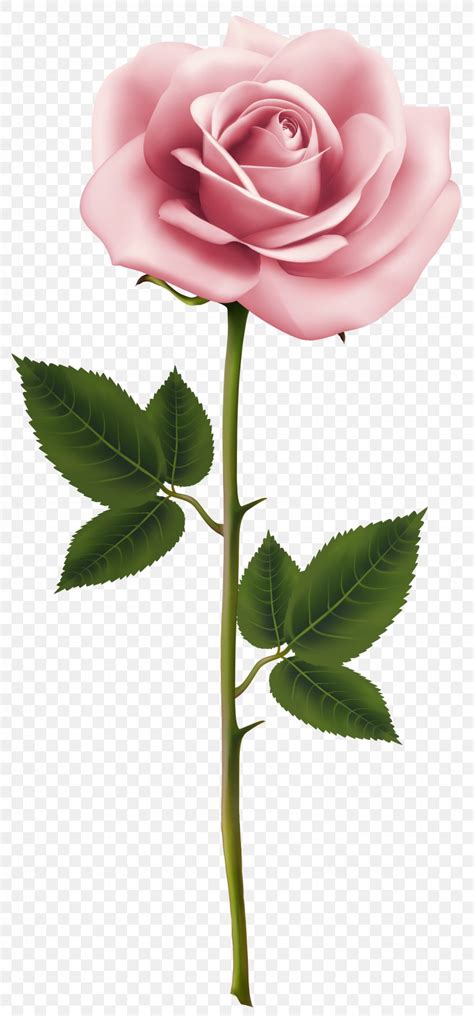Rose Pink Flower Clip Art Png 3265x7000px Rose Bud