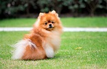 ¿Cómo es un perro Pomerania? Guía y fotos