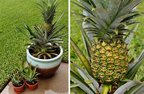 Growing Your Own Pineapples Inside Nanabreads Head