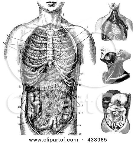 Vintage image human anatomical lungs retro drawing picture instant download printable clipart black and white printable digital image instant anatomy drawing illustration vintage 1900 body human art diagram french art science veins muscles liver 解剖学 anatomía las anatomie تشريح. Royalty-Free (RF) Digestive System Clipart, Illustrations ...