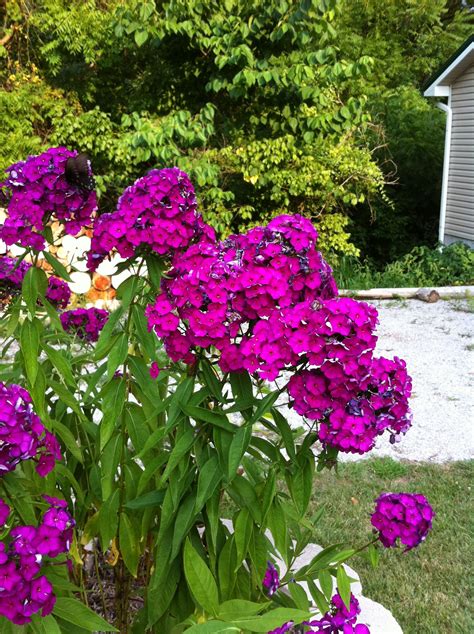 Our Phlox Perennial 36 Tall Summer Bloom Continues Into Fall Color