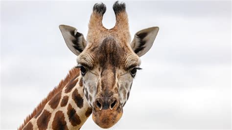 Sydney Zoo Reveals The Cause Of Death Of Gigi The Giraffe Daily Telegraph