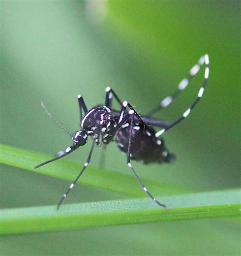 Asian Tiger Mosquito Aedes Albopictus Bugguidenet