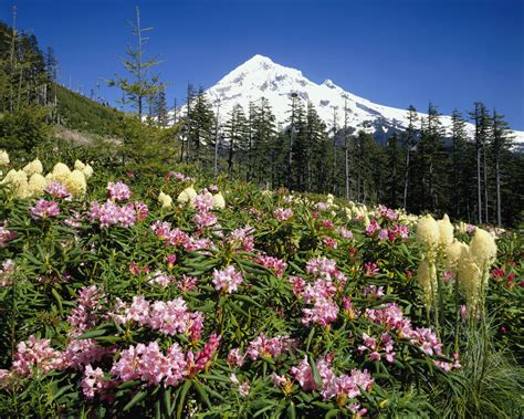 Rhododendrons Blooming At Mt Hood Posters And Prints By Corbis
