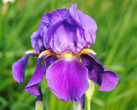 Purple And Yellow Iris Flower Photograph By Jai Johnson