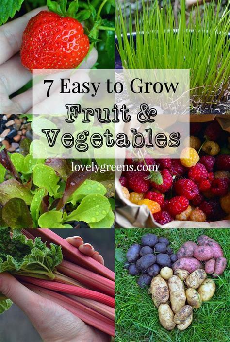 7 Easy To Grow Edibles For Your First Garden Easy