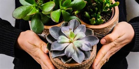 Winter Houseplant Care How To Ensure Your Houseplants Survive The Winter