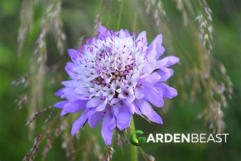 How To Grow And Care For Scabiosa A Comprehensive Guide