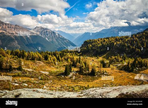 Golden Larch In Fall Jumbo Pass In The Purcell Mountains British