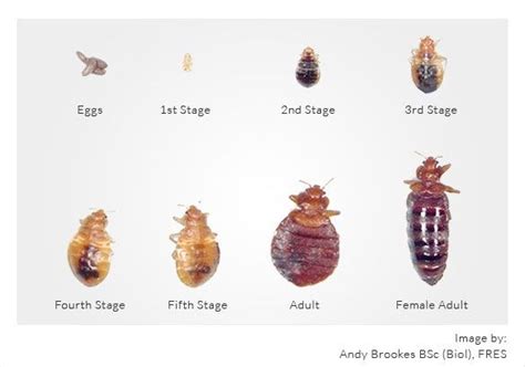 What Do Bed Bugs Look Like When They Die Whtoda