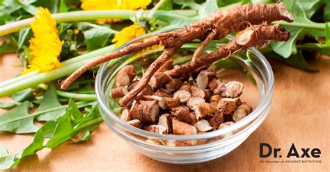 Dandelion Root Benefits Uses Interactions And Side Effects Dr Axe