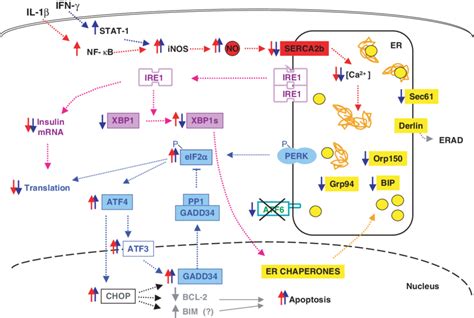 Cytokine Induced Er Stress Response In Cells Effects Of Il 1 Are