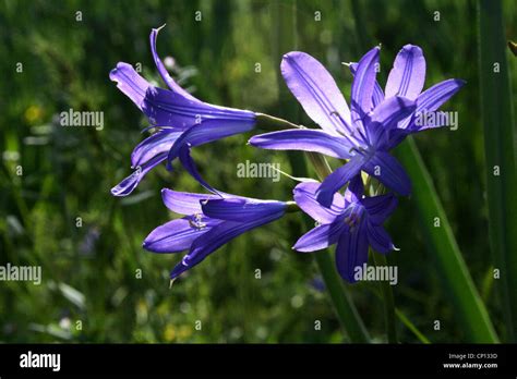 Lavender Mountain Lily Siberian Lily Ixiolirion Tataricum Tien Shan