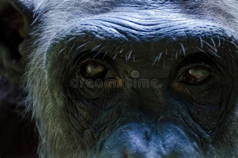 Closeup Portrait Of Eyes Of Old White Chimp Stock Photo Image Of