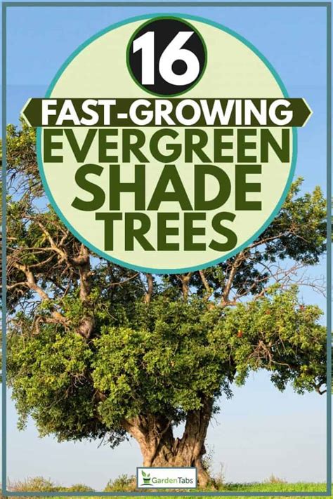 16 Fast Growing Evergreen Shade Trees Garden Tabs