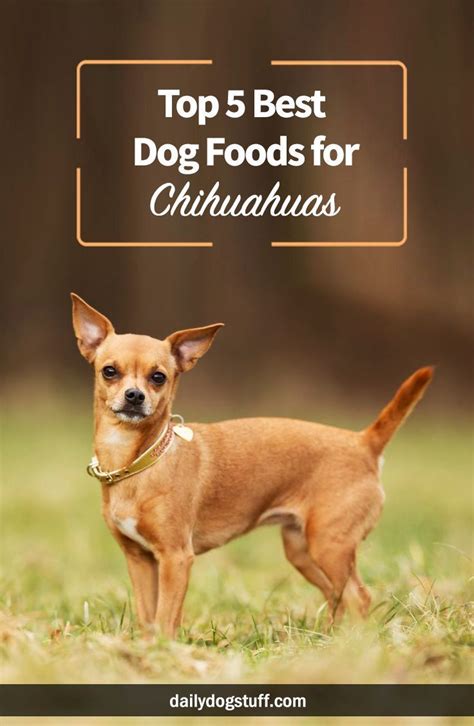 The best dog food for chihuahuas. Top 5 Best Dog Foods for Chihuahuas | Dog food recipes ...