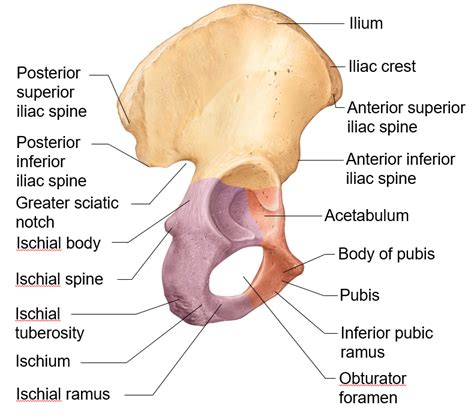 Image Result For Os Coxa Anatomy Bones Human Body Anatomy Anatomy