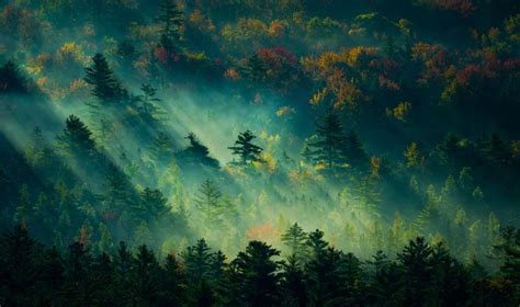 In The Early Morning Of Forest Hd Wallpaper Lindas Paisagens