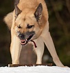 Free photo: Angry Dog - Angry, Animal, Dog - Free Download - Jooinn