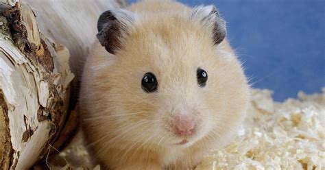 Hamster The Biggest Animals Kingdom