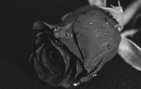 Last wednesday was all about back to basics and glimpses of optimism.• his party claims to be the party of law and vocabulary exercises help you to learn synonyms, collocations and idioms. The Meaning of Black Roses | Black Rose Meaning | Flower ...