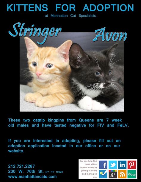 That is to say, we're finally looking to start the adoption process. #kittens available for #adoption in #nyc | Kitten adoption ...