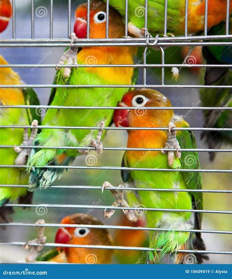 Pair Of Lovebirds In A Cage Stock Image Image Of Beautiful Bird 10609419